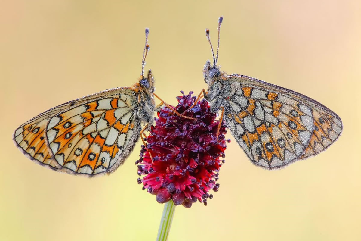 Butterfly Macro Photography by Andreas Bartoldus