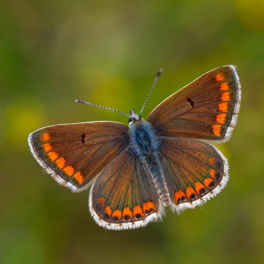 Butterfly Macro Photography by Kenan Talas