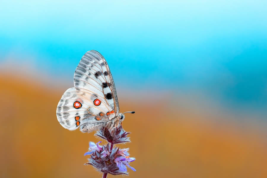 Butterfly Macro Photography by Kenan Talas