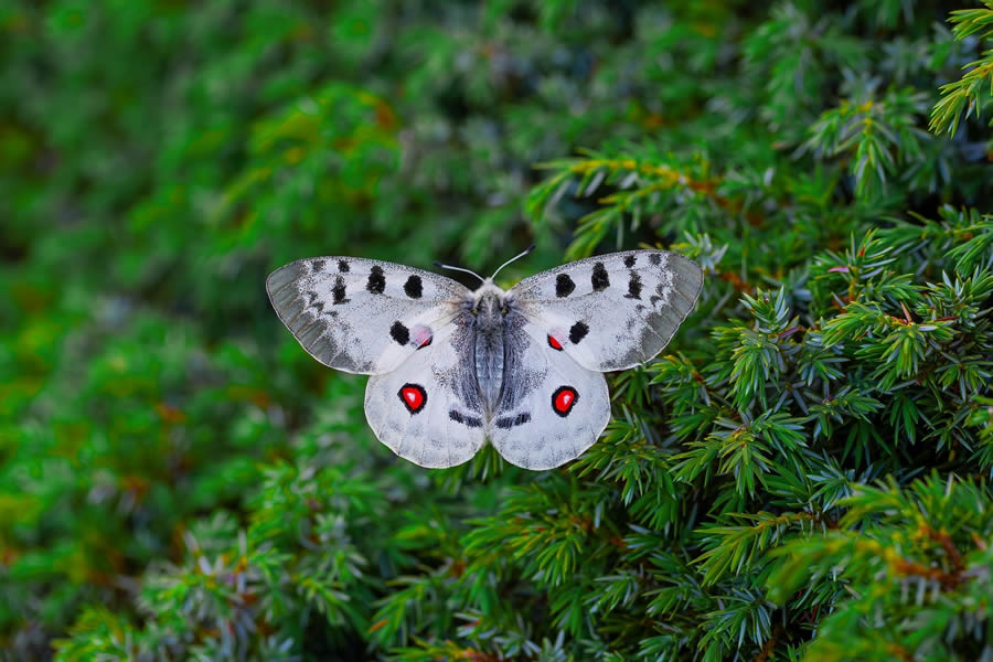 Butterfly Macro Photography by Kenan Talas