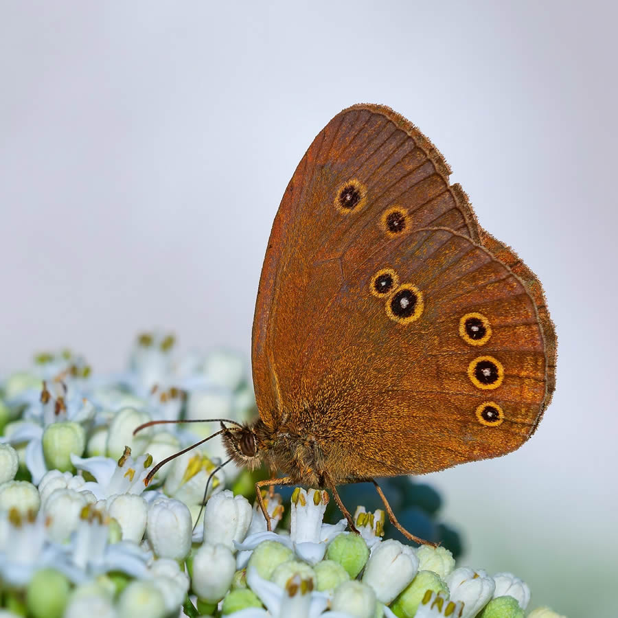 Butterfly Macro Photography by Kenan Talas