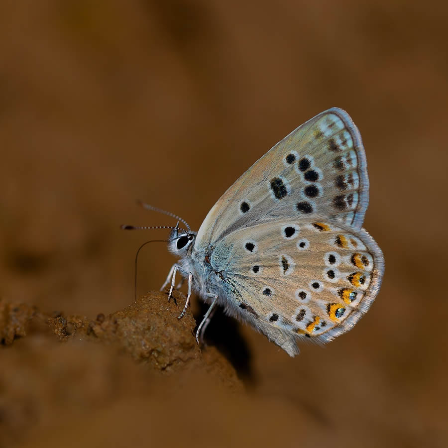 Butterfly Macro Photography by Kenan Talas