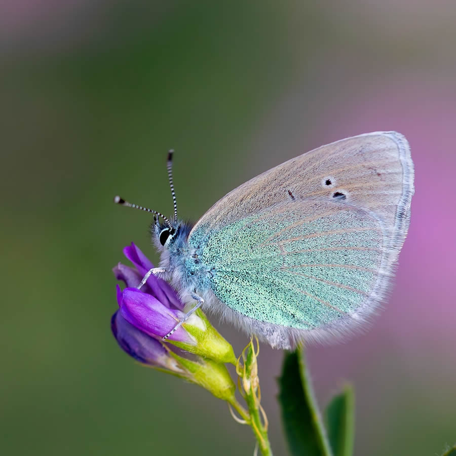 Butterfly Macro Photography by Kenan Talas