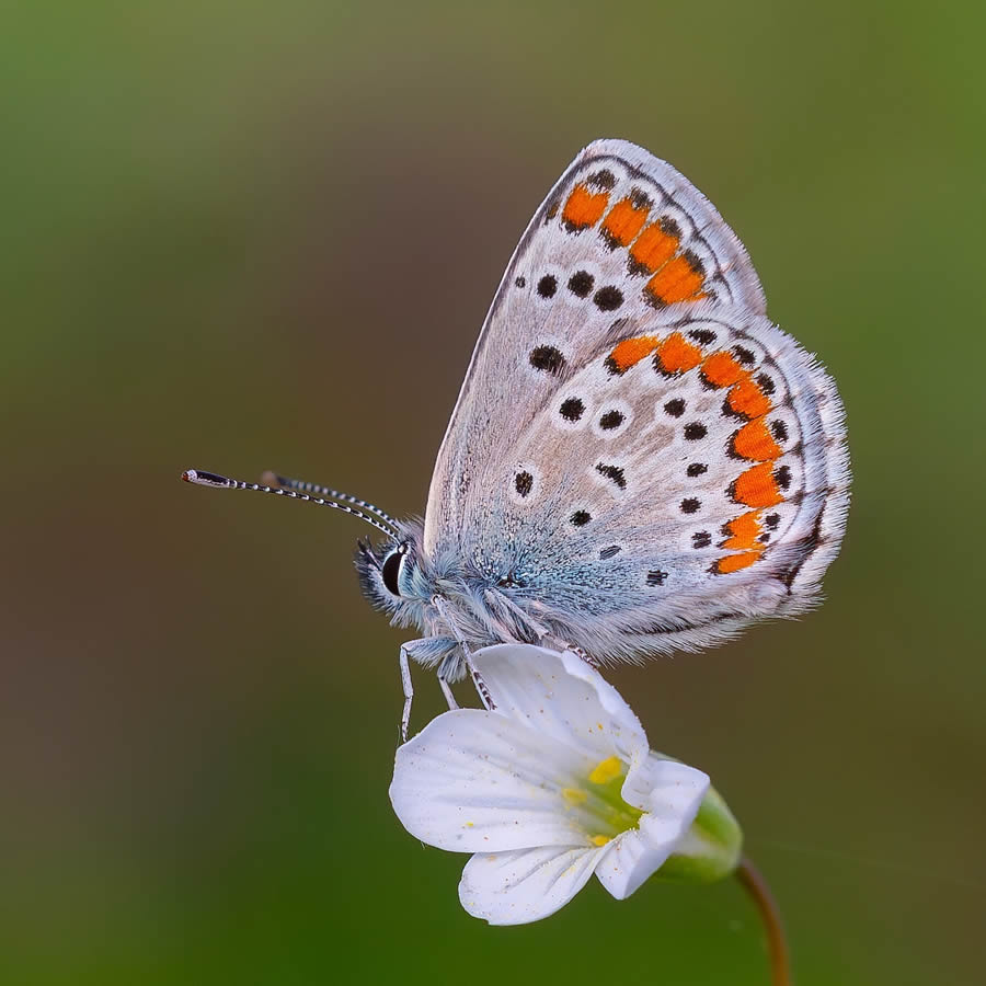 Butterfly Macro Photography by Kenan Talas