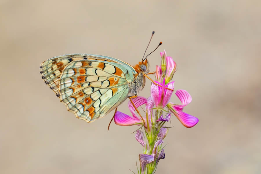 Butterfly Macro Photography by Kenan Talas