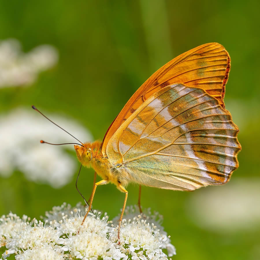 Butterfly Macro Photography by Kenan Talas