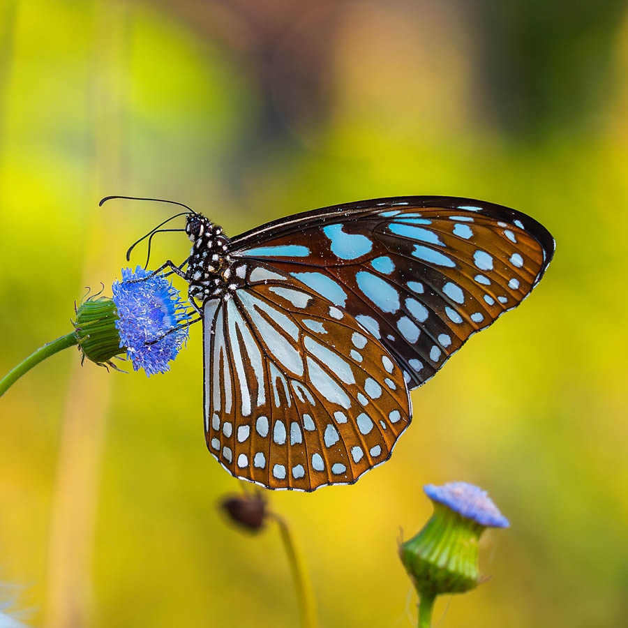 Butterfly Macro Photography by Kenan Talas