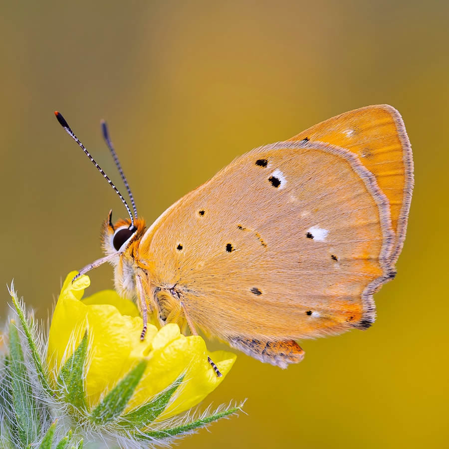 Butterfly Macro Photography by Kenan Talas