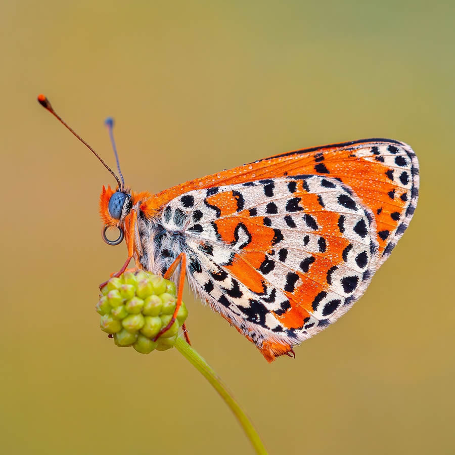 Butterfly Macro Photography by Kenan Talas