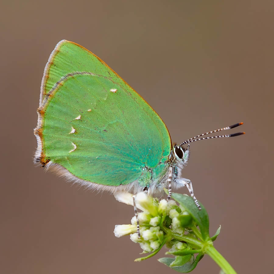 Butterfly Macro Photography by Kenan Talas