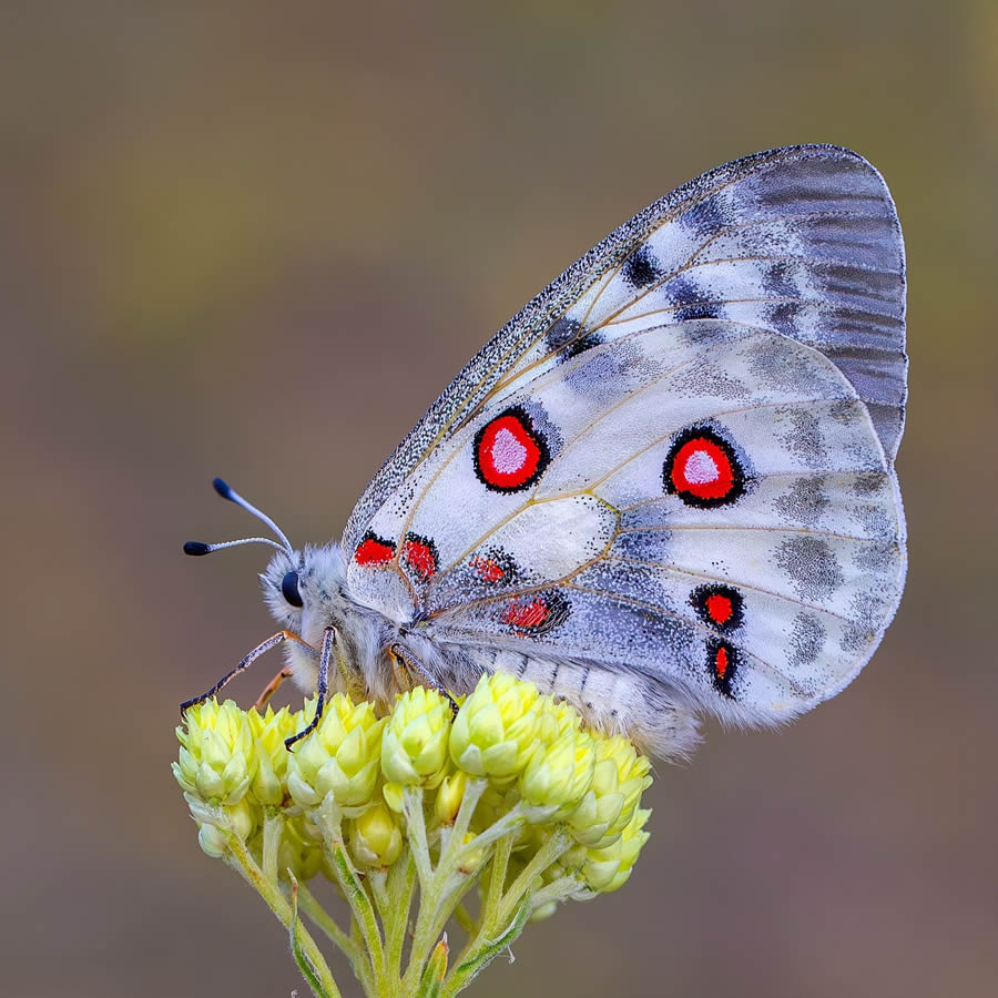 Butterfly Macro Photography by Kenan Talas