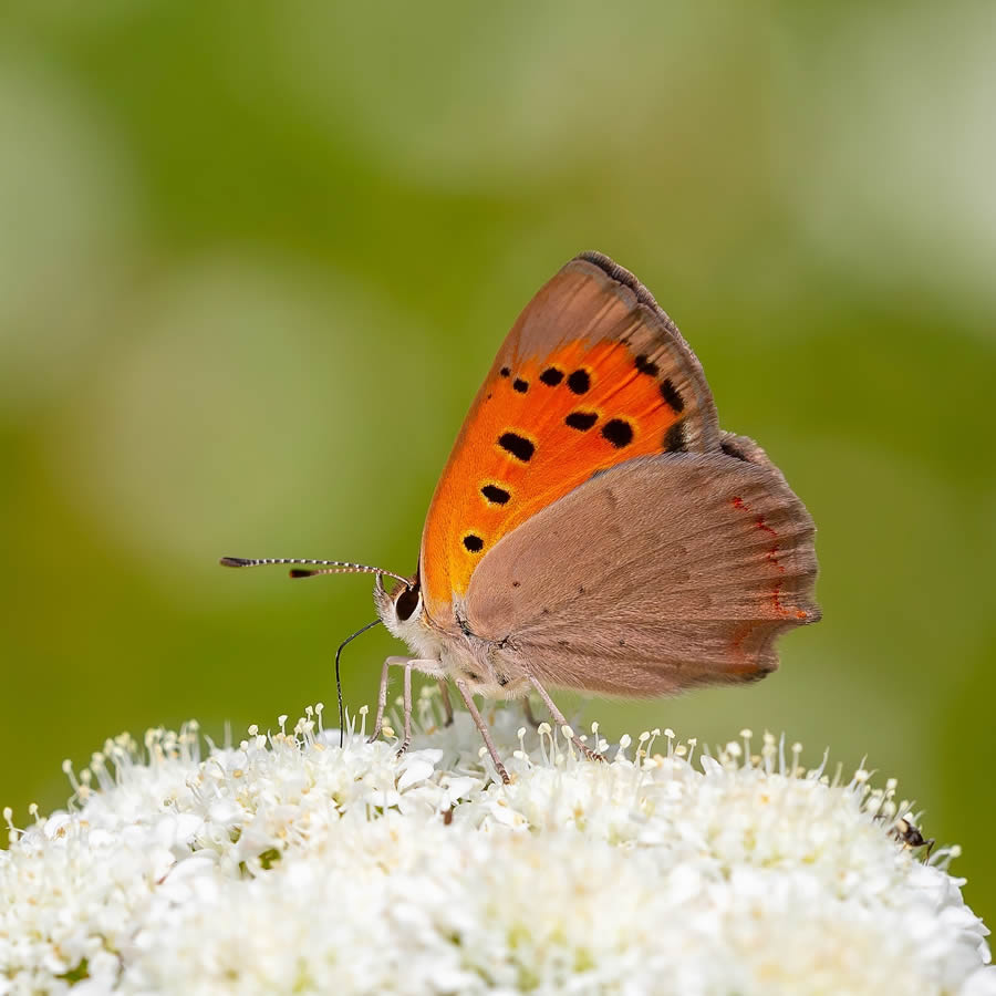 Butterfly Macro Photography by Kenan Talas