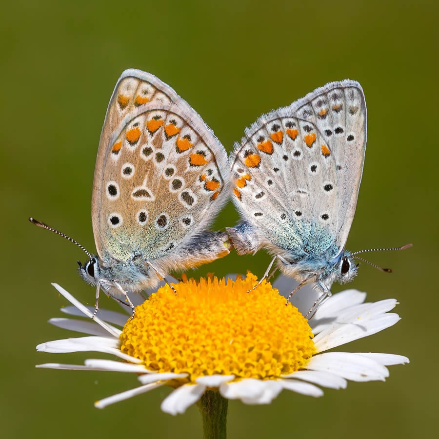 Butterfly Macro Photography by Kenan Talas