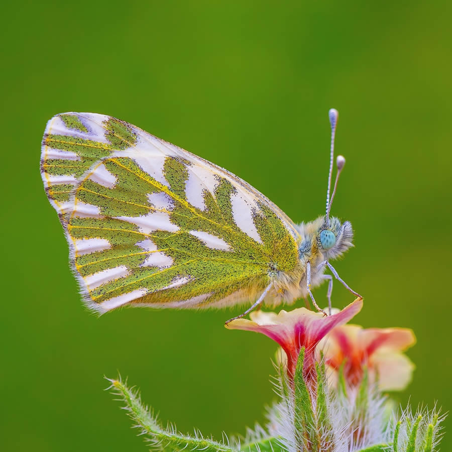 Butterfly Macro Photography by Kenan Talas