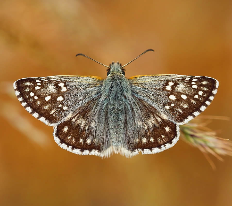 Butterfly Macro Photography by Kenan Talas