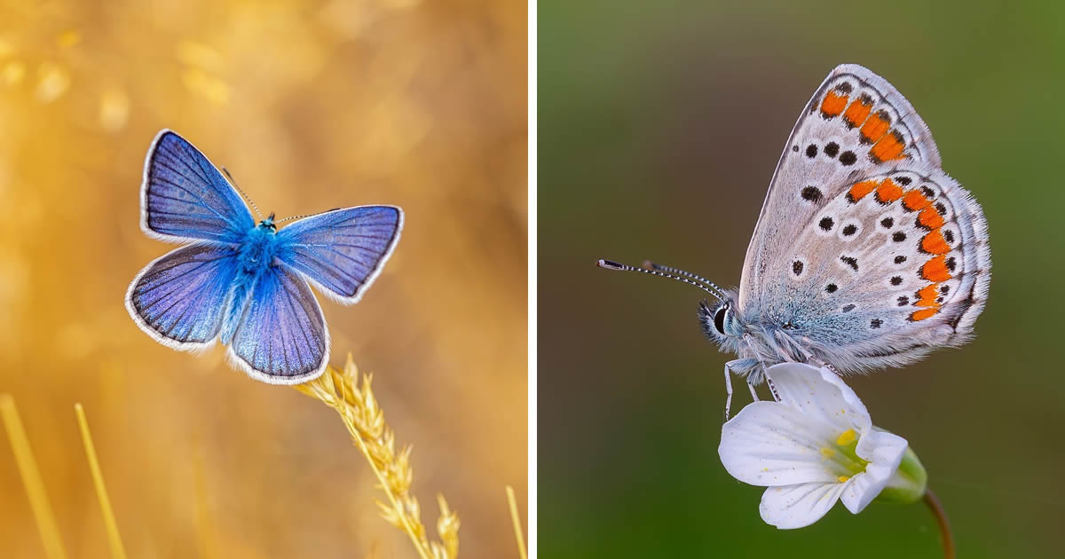 Photographer Kenan Talas Captures Stunning Macro Photos Of Butterflies