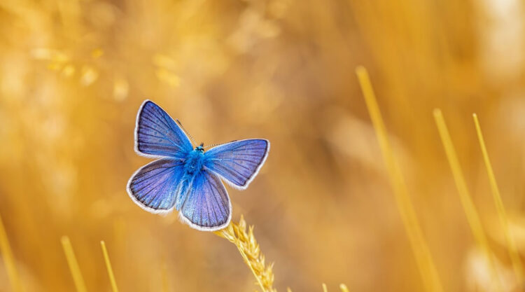 Butterfly Macro Photography by Kenan Talas