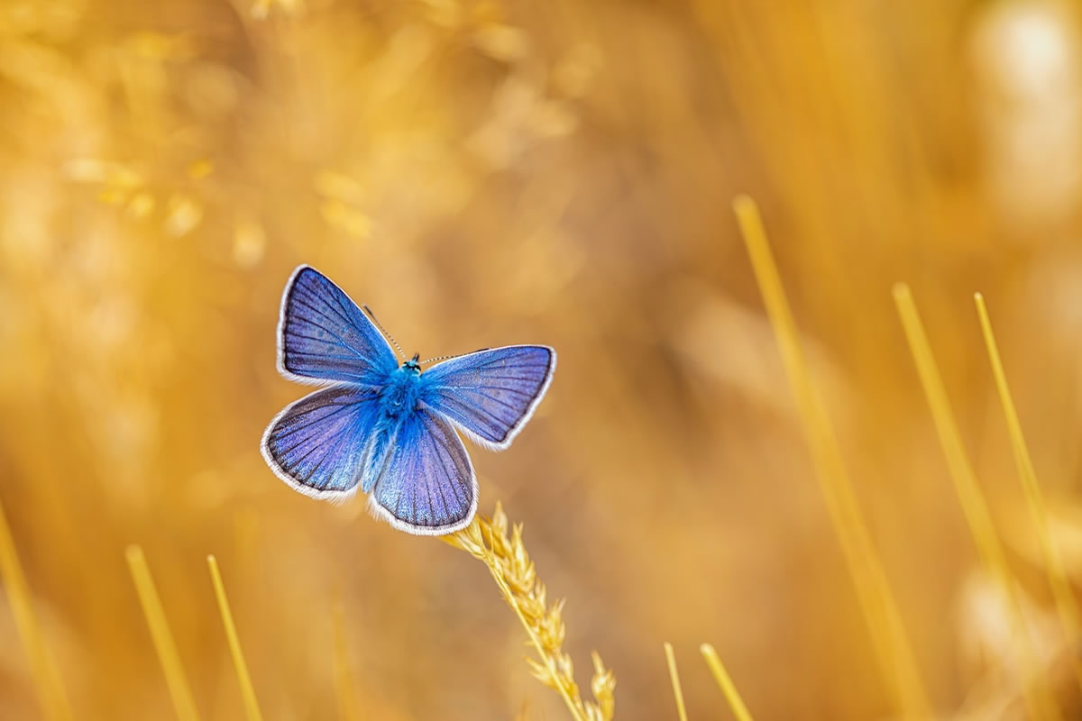 Butterfly Macro Photography by Kenan Talas