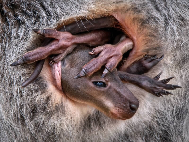 Close Up Photographer of the year 2024 Shortlists