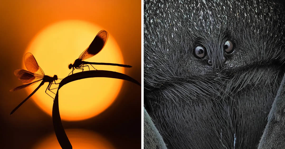 20 Incredible Shortlisted Photos From the 2024 Close-Up Photographer of the Year