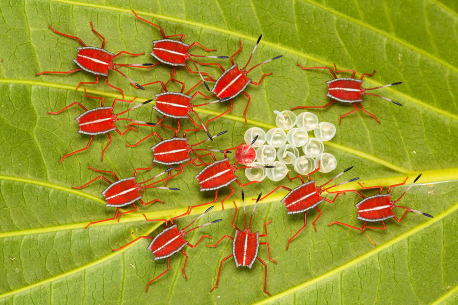 2024 European Wildlife Photographer of the Year Awards