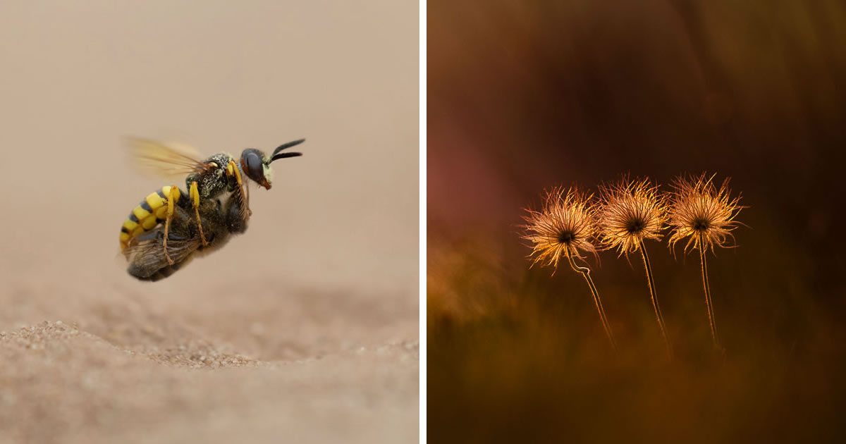 20 Fantastic Nature Winners from the 2024 European Wildlife Photographer of the Year Awards