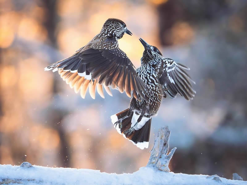 Finland Bird Photography by Tom Nickels