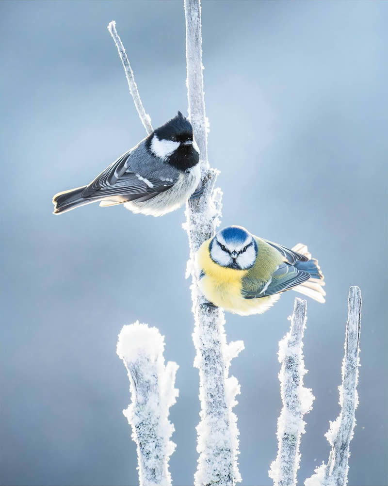 Finland Bird Photography by Tom Nickels