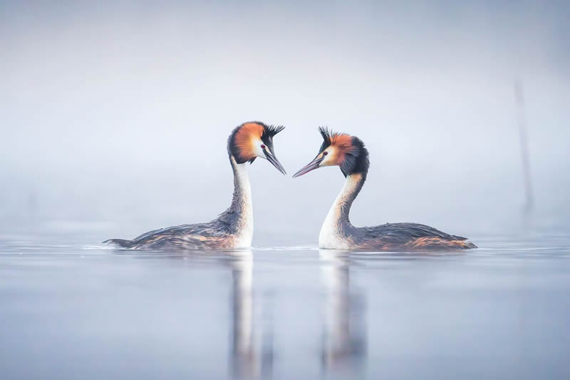 Finland Bird Photography by Tom Nickels