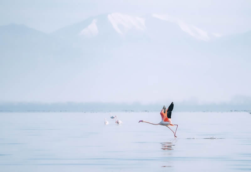 Finland Bird Photography by Tom Nickels