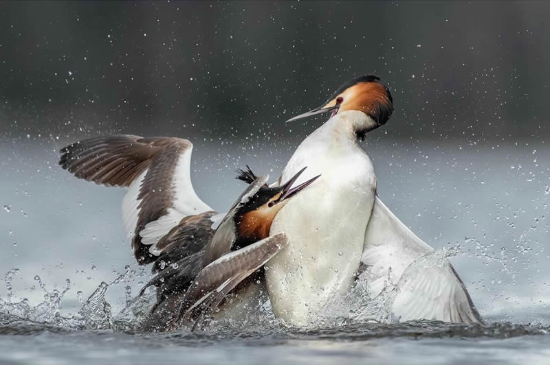 Finland Bird Photography by Tom Nickels