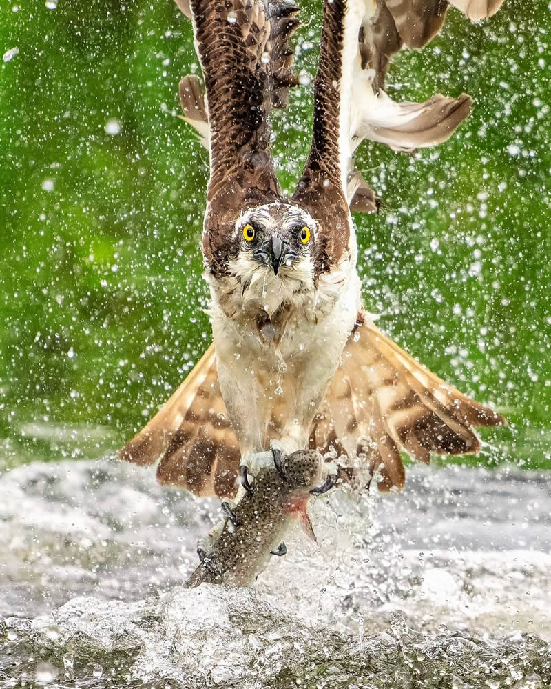 Finland Bird Photography by Tom Nickels