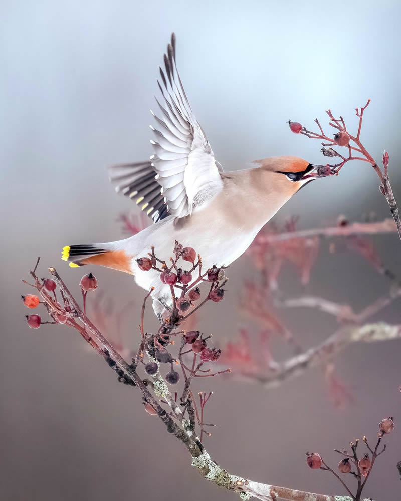 Finland Bird Photography by Tom Nickels