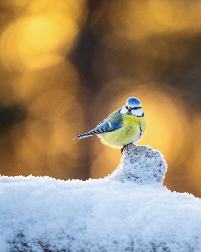 Finland Bird Photography by Tom Nickels