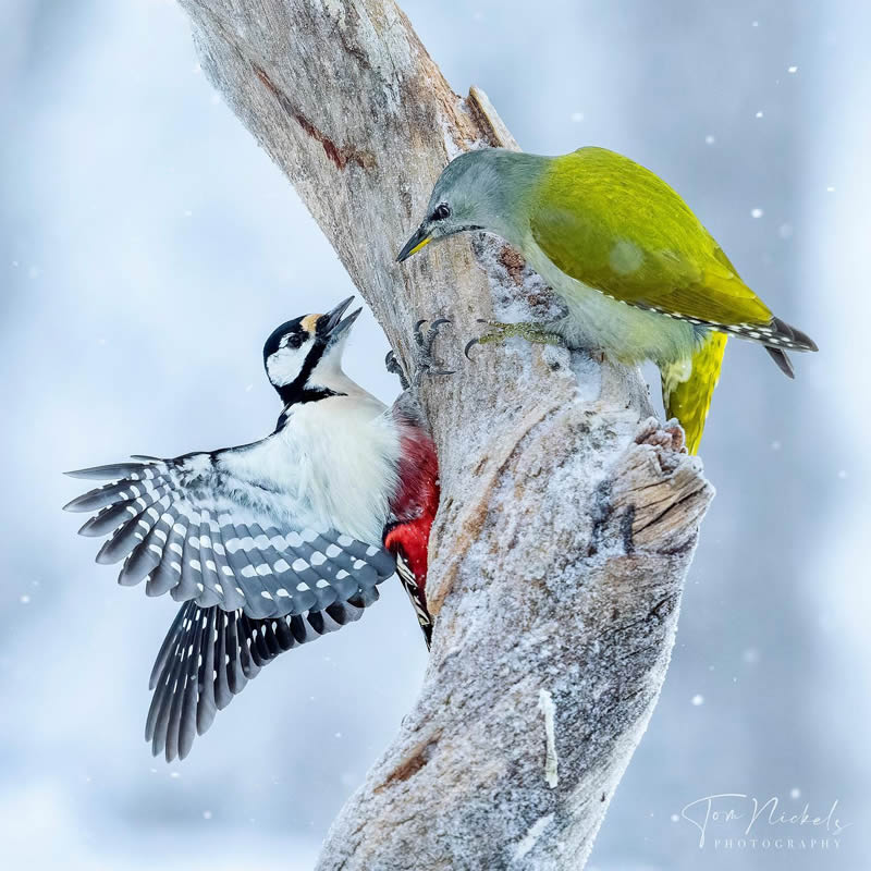 Finland Bird Photography by Tom Nickels