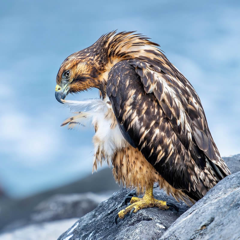 Finland Bird Photography by Tom Nickels