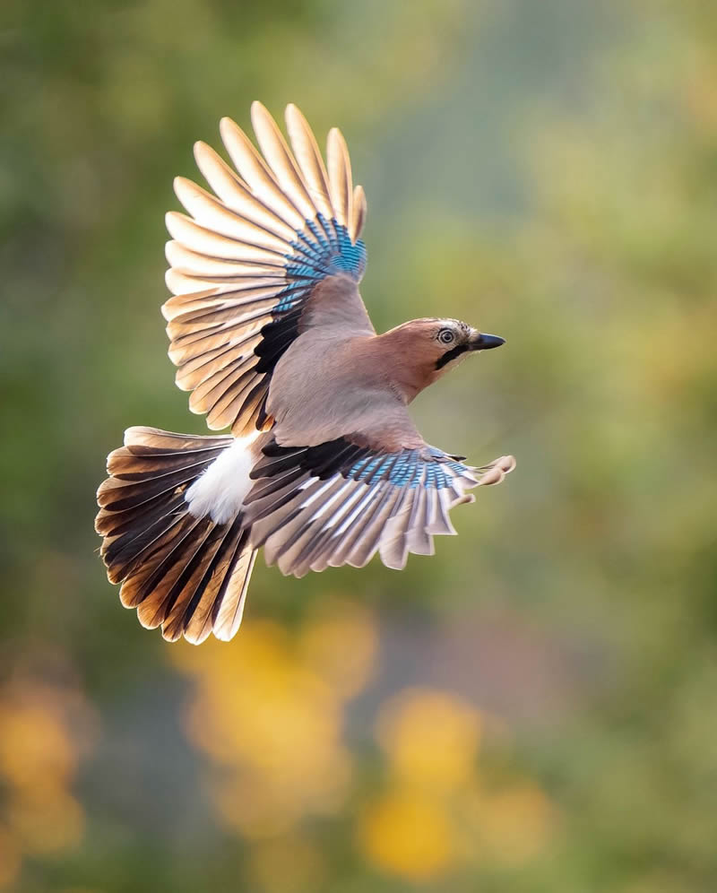 Finland Bird Photography by Tom Nickels