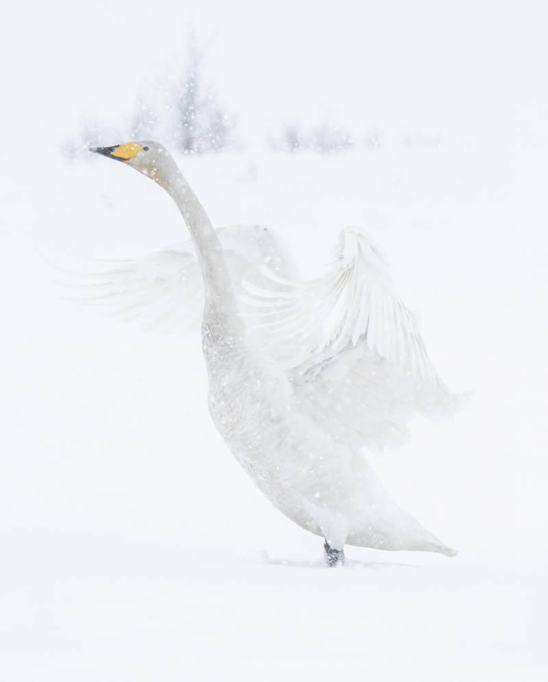 Finland Bird Photography by Tom Nickels