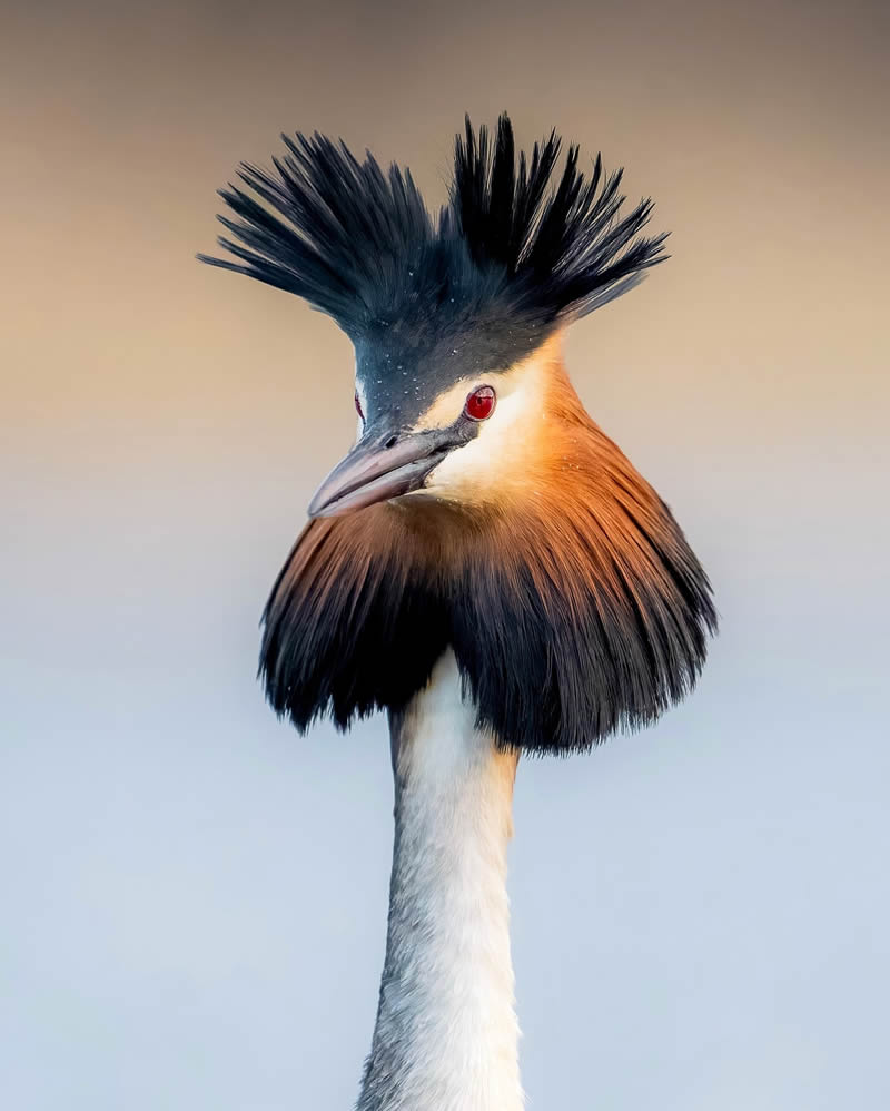 Finland Bird Photography by Tom Nickels