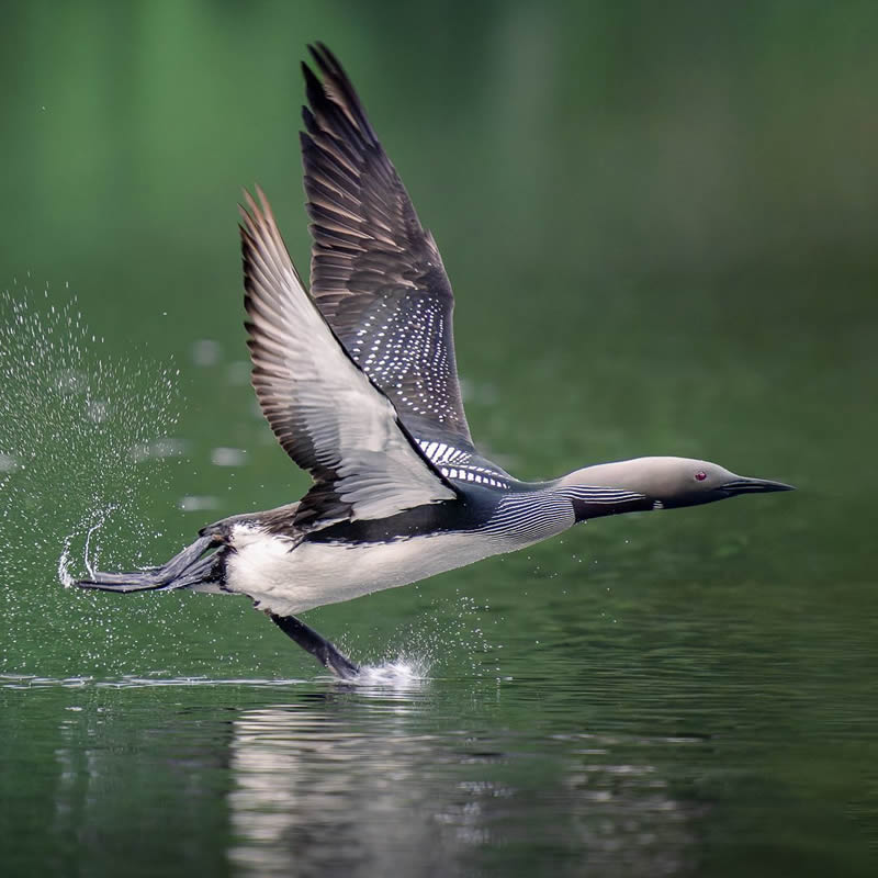 Finland Bird Photography by Tom Nickels