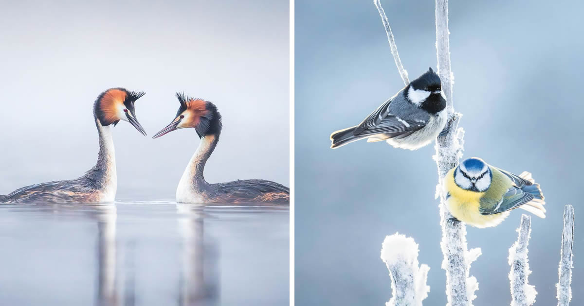 Photographer Tom Nickels Captures Incredible Photos Of Birds In The Forests Of Finland