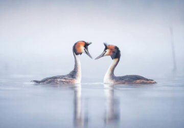 Finland Bird Photography by Tom Nickels