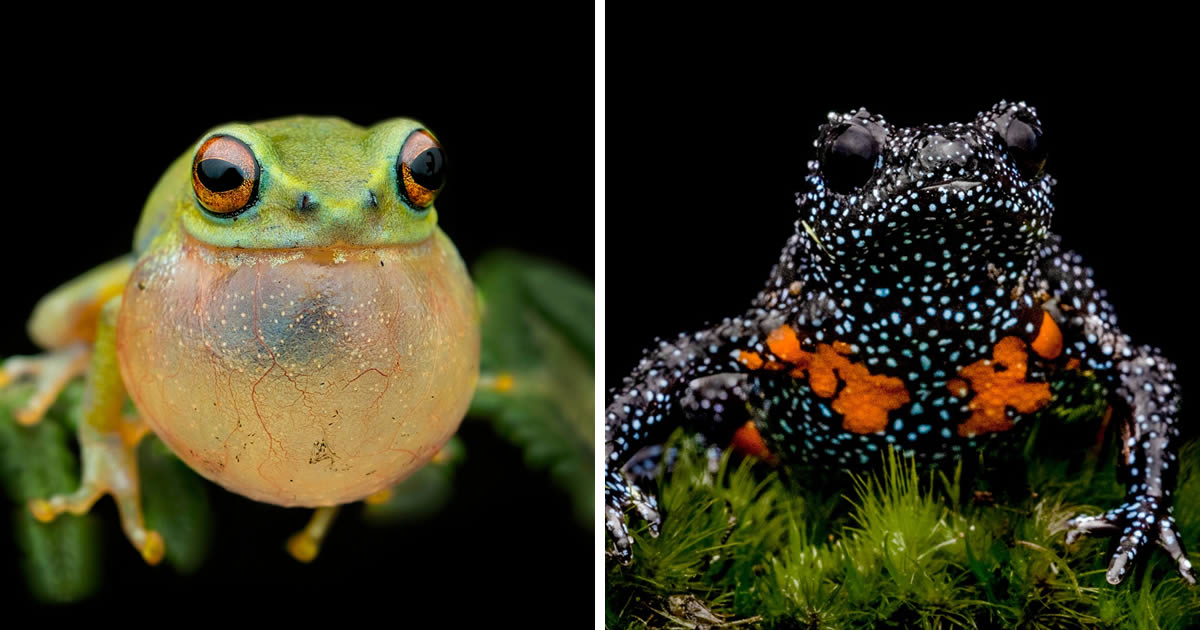 Nature Photographer Biju Pb Captures Mesmerizing Macro Photos Of Frogs