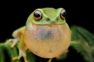 Nature Photographer Biju Pb Captures Mesmerizing Macro Photos Of Frogs