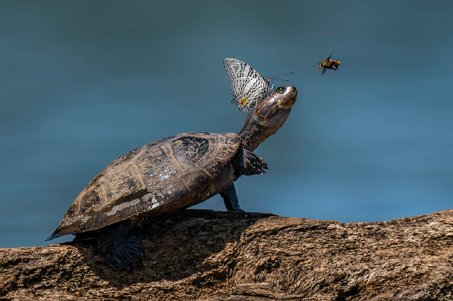 Funny Animal Antics Nature s Best Photography Awards