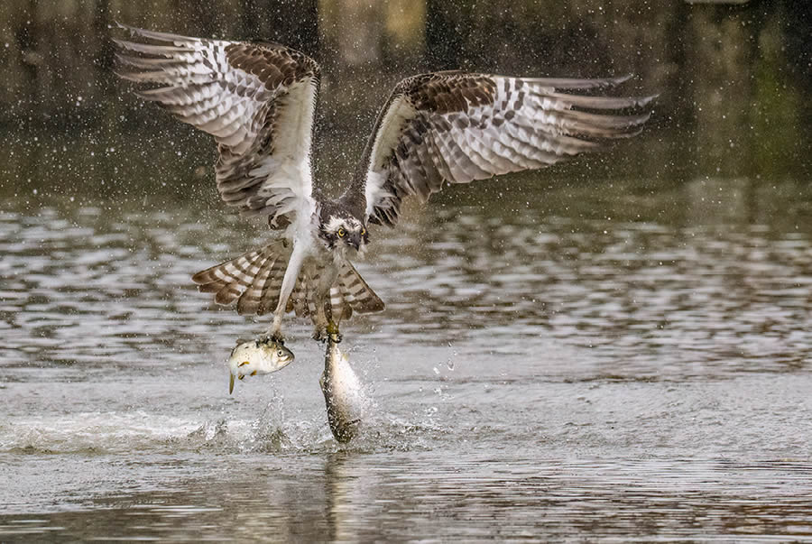 Funny Animal Antics Nature s Best Photography Awards