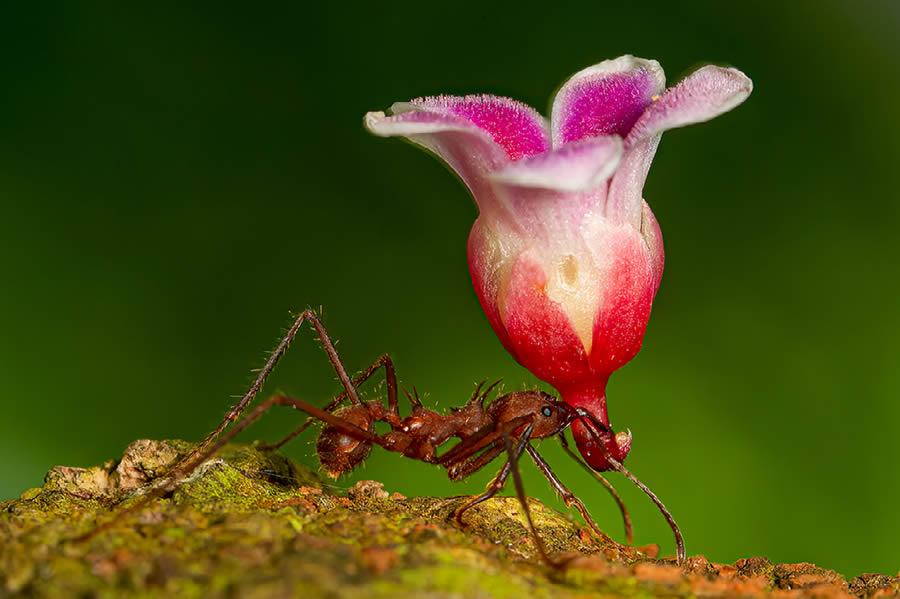 Funny Animal Antics Nature s Best Photography Awards