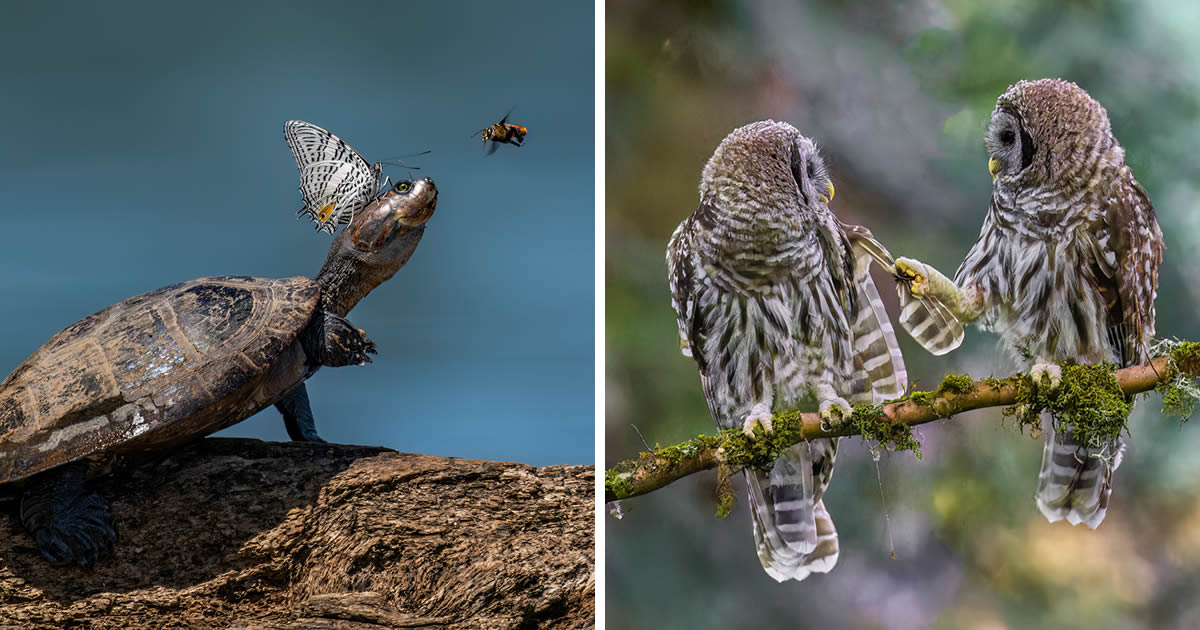 11 Winners Showcasing Funny Animal Antics from the 2024 Nature’s Best Photography Awards