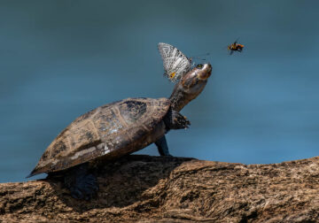 Funny Animal Antics Nature s Best Photography Awards