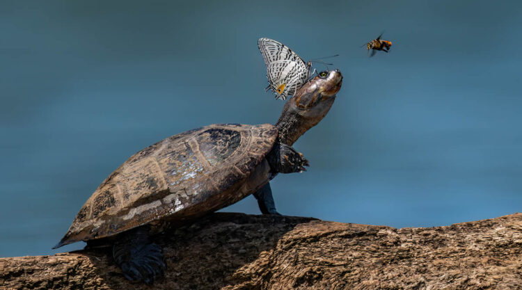 Funny Animal Antics Nature s Best Photography Awards